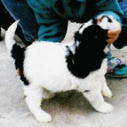 camey5.gif(20 kb)